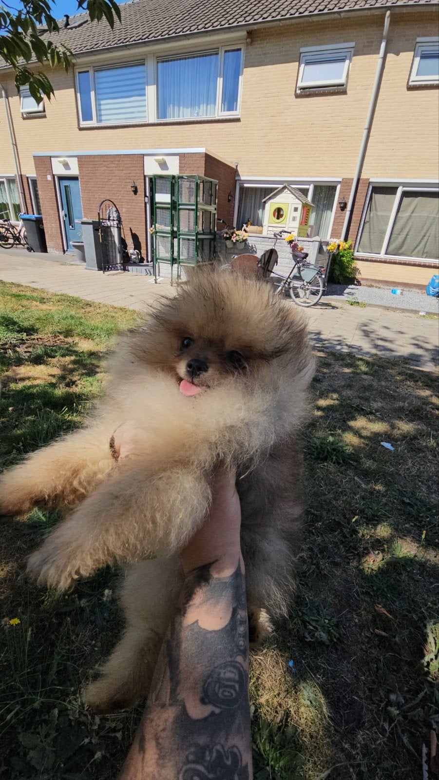Prachtige Bear Face Pomeriaan reu te koop – 15 weken oud, Parvo, 15 weken tot 1 jaar, Eén hond, Nederland