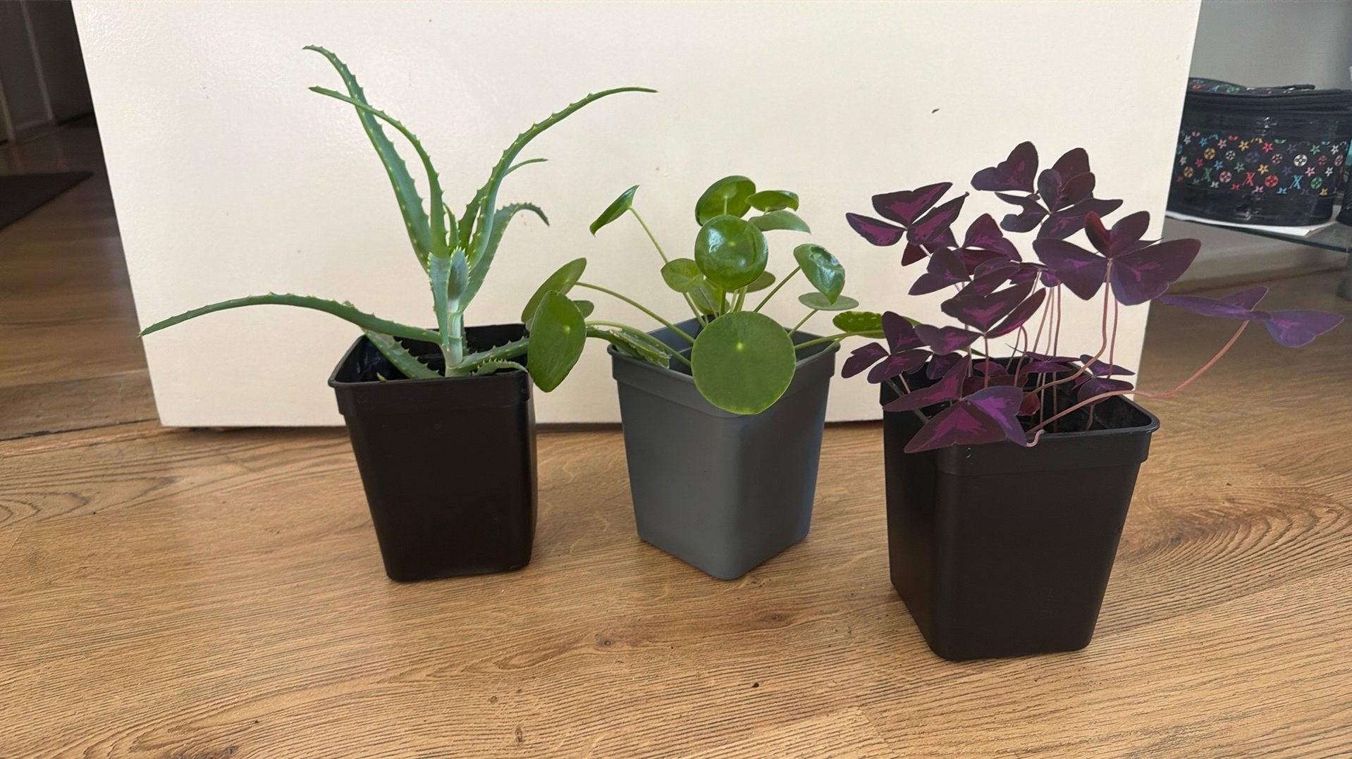 Aloe vera, Pannenkoek plant & Vlinderbloem (Oxalis), Huis en Inrichting, Ophalen, Halfschaduw, Minder dan 100 cm