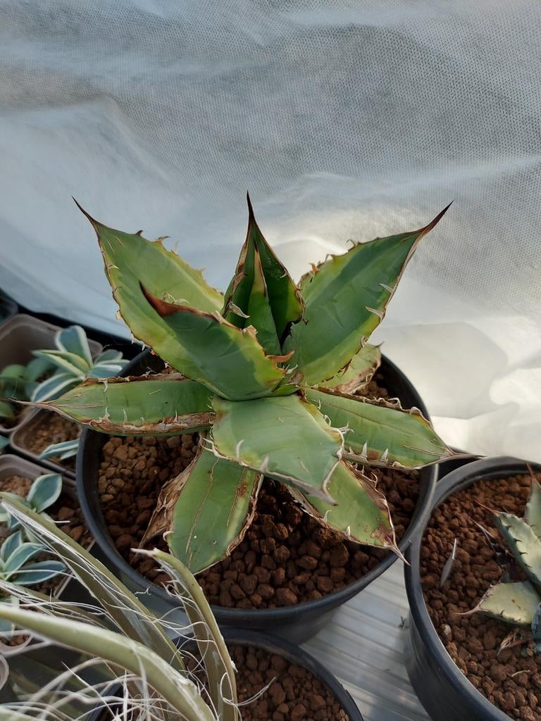 Grote Agave Titanota Variegated, Huis en Inrichting, Ophalen of Verzenden, Vetplant, Halfschaduw, Minder dan 100 cm