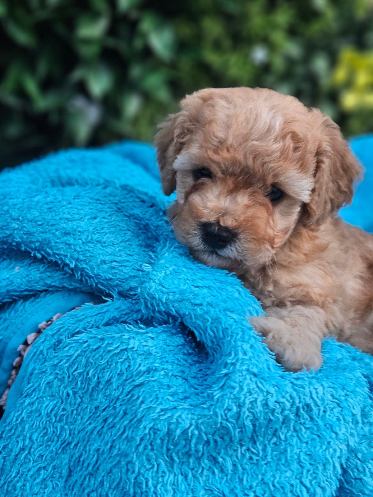 Toypoedel pup mini toy poedeltjes toy poedel, Dieren en Toebehoren, Honden | Chihuahua's en Gezelschapshonden, Poedel, Parvo, 8 tot 15 weken