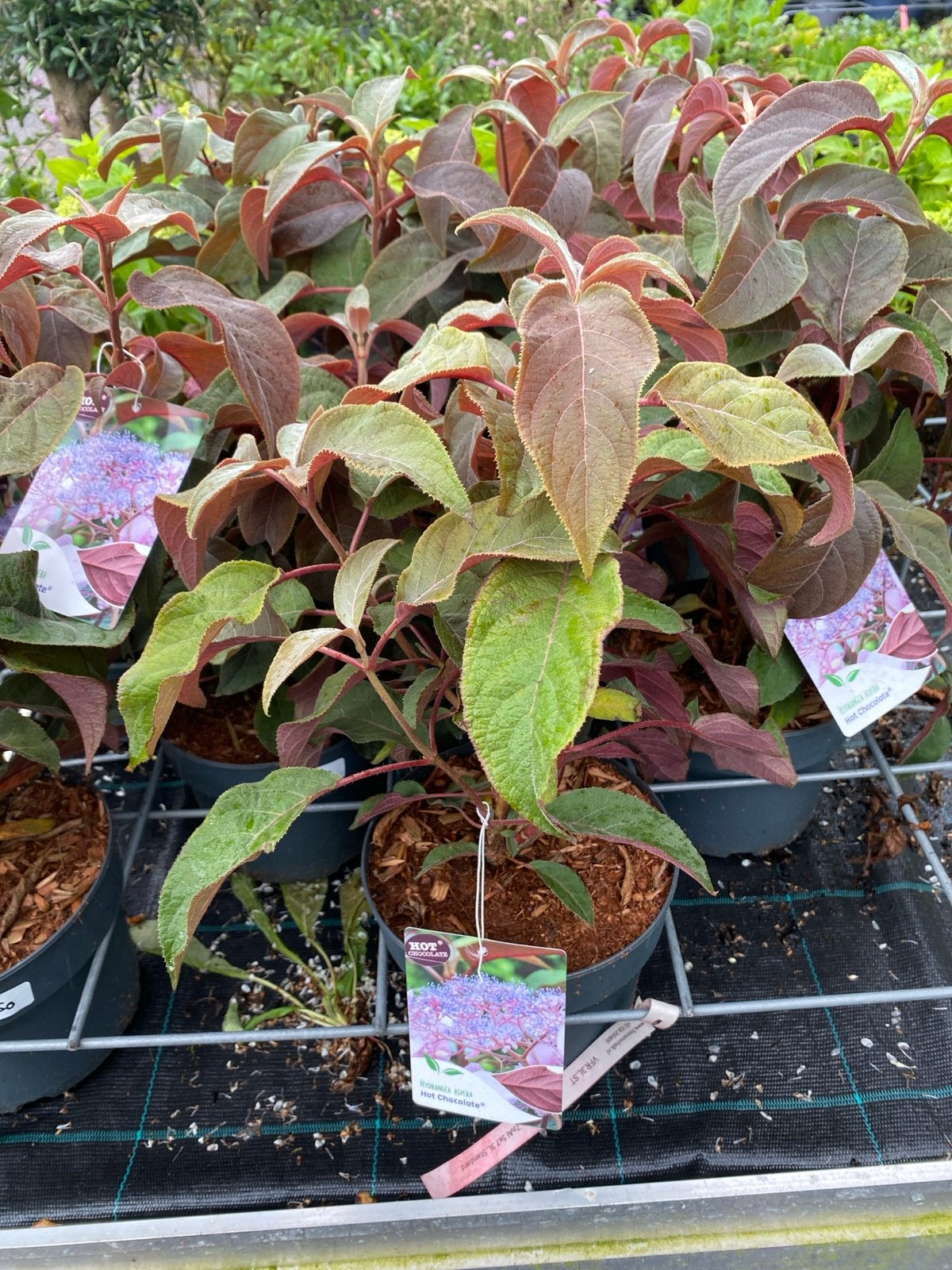 Hortensia Aspera 'Hot Chocolate' - Prachtige Sierplant, Vaste plant, Halfschaduw, Zomer, Ophalen