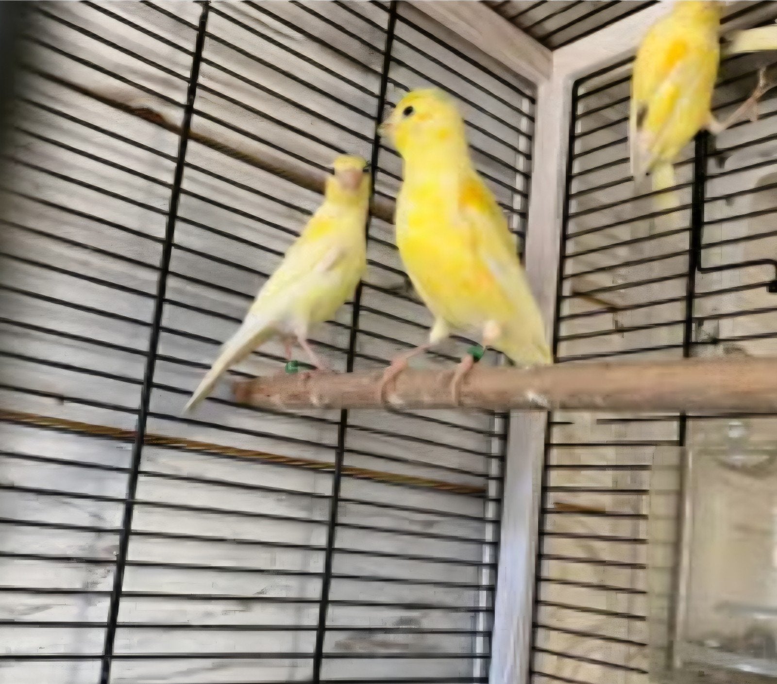 Raza  kanaries 4 stuks, Meerdere dieren, Kleurkanarie