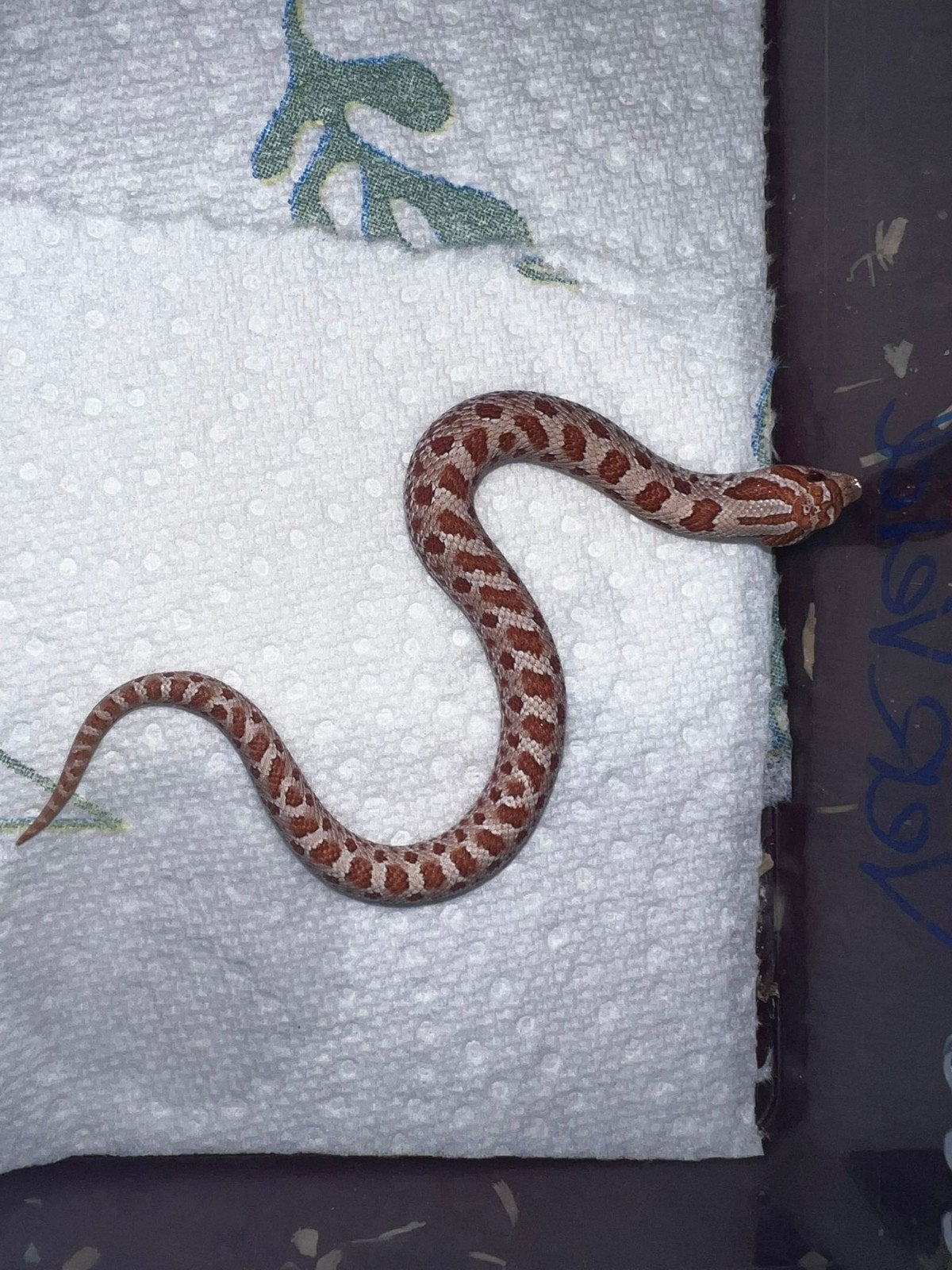 Heterodon nasicus westerlijke haakneus nk26 Hognose Snake - male for sale from Serpentum viridis