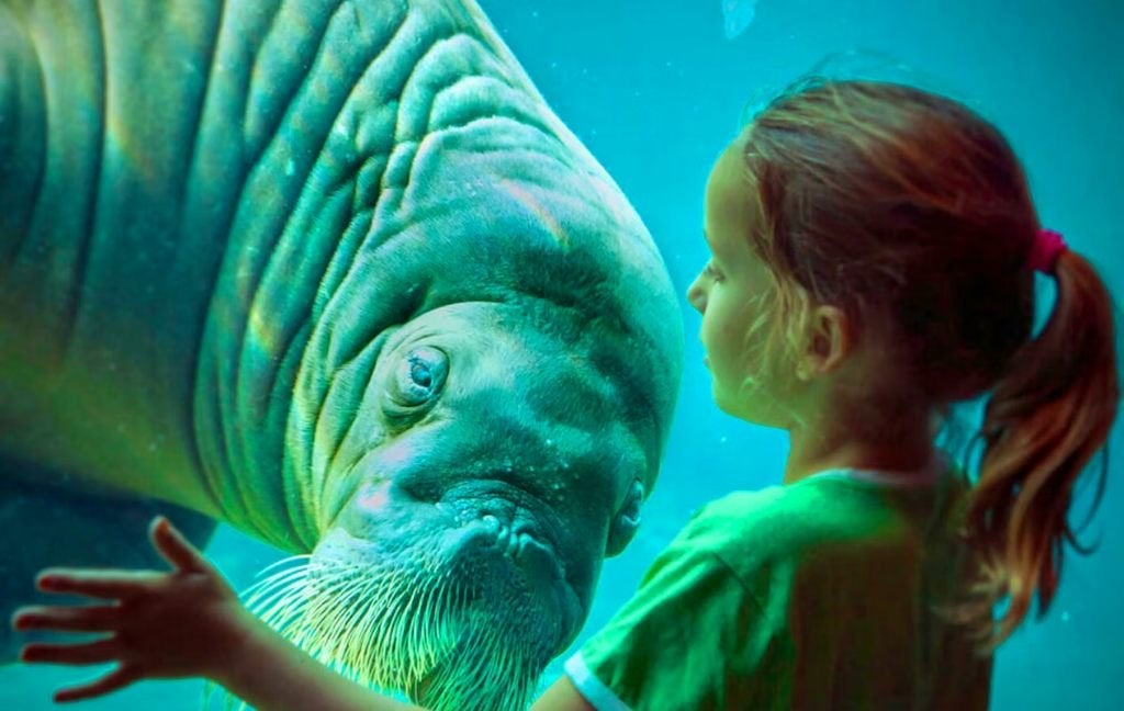 Dolfinarium 2026 - Tickets - 1+1 GRATIS, Tickets en Kaartjes, Twee personen, Ticket of Toegangskaart