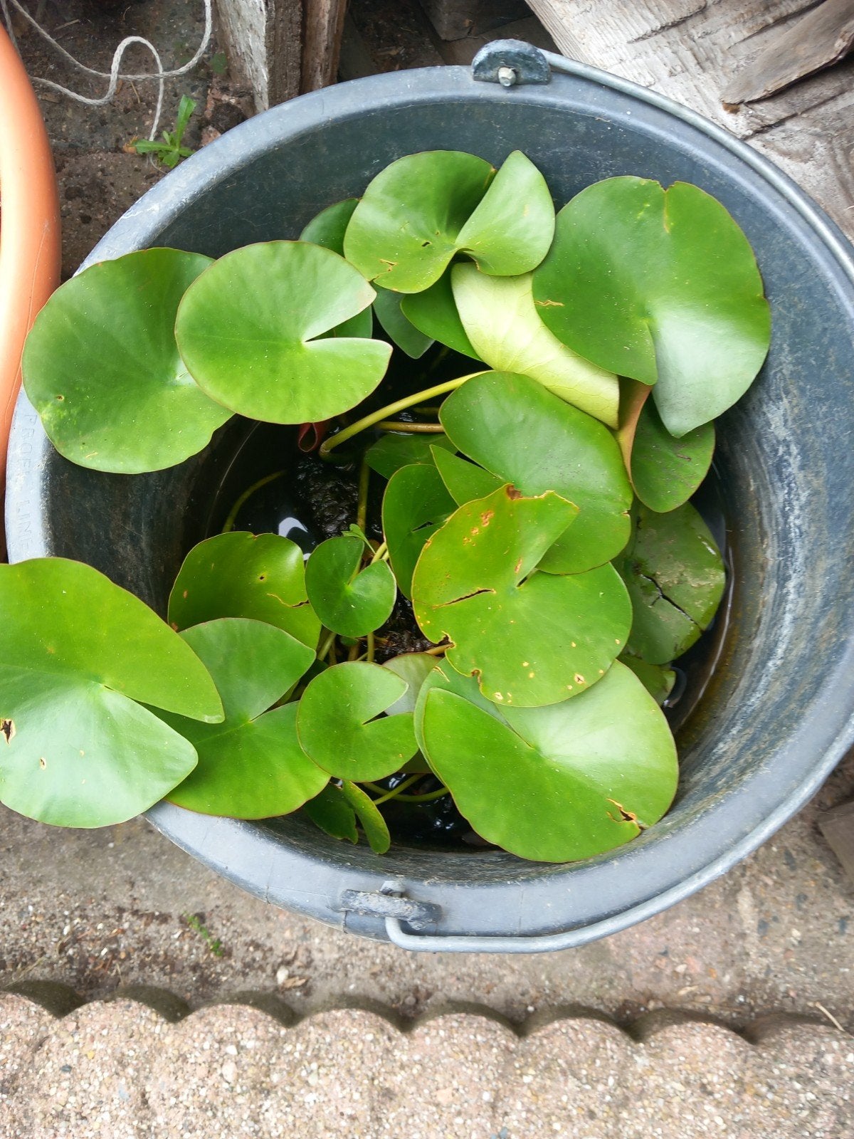 Vijverplanten  waterlelie zacht rose, Tuin en Terras, Ophalen, Vijverplanten, Volle zon