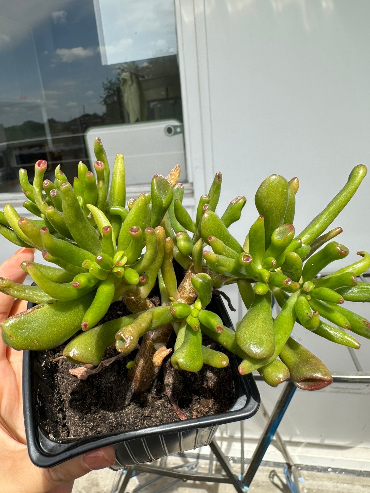 Cute plant kamerplant, Ophalen, Overige soorten, Volle zon