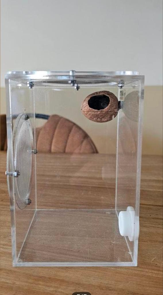 Springspin verblijf, Dieren en Toebehoren, Insecten en Spinnen