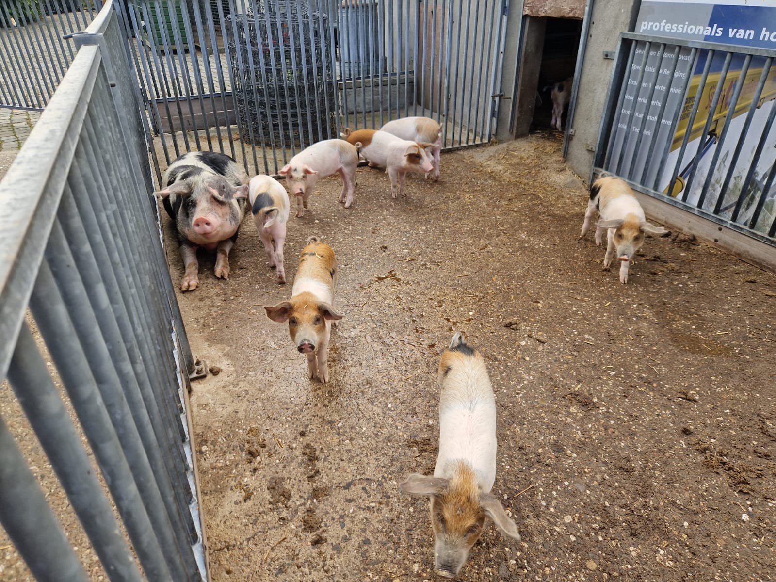 Mooie Husumer biggen (11 beertjes), Mannelijk, Varken