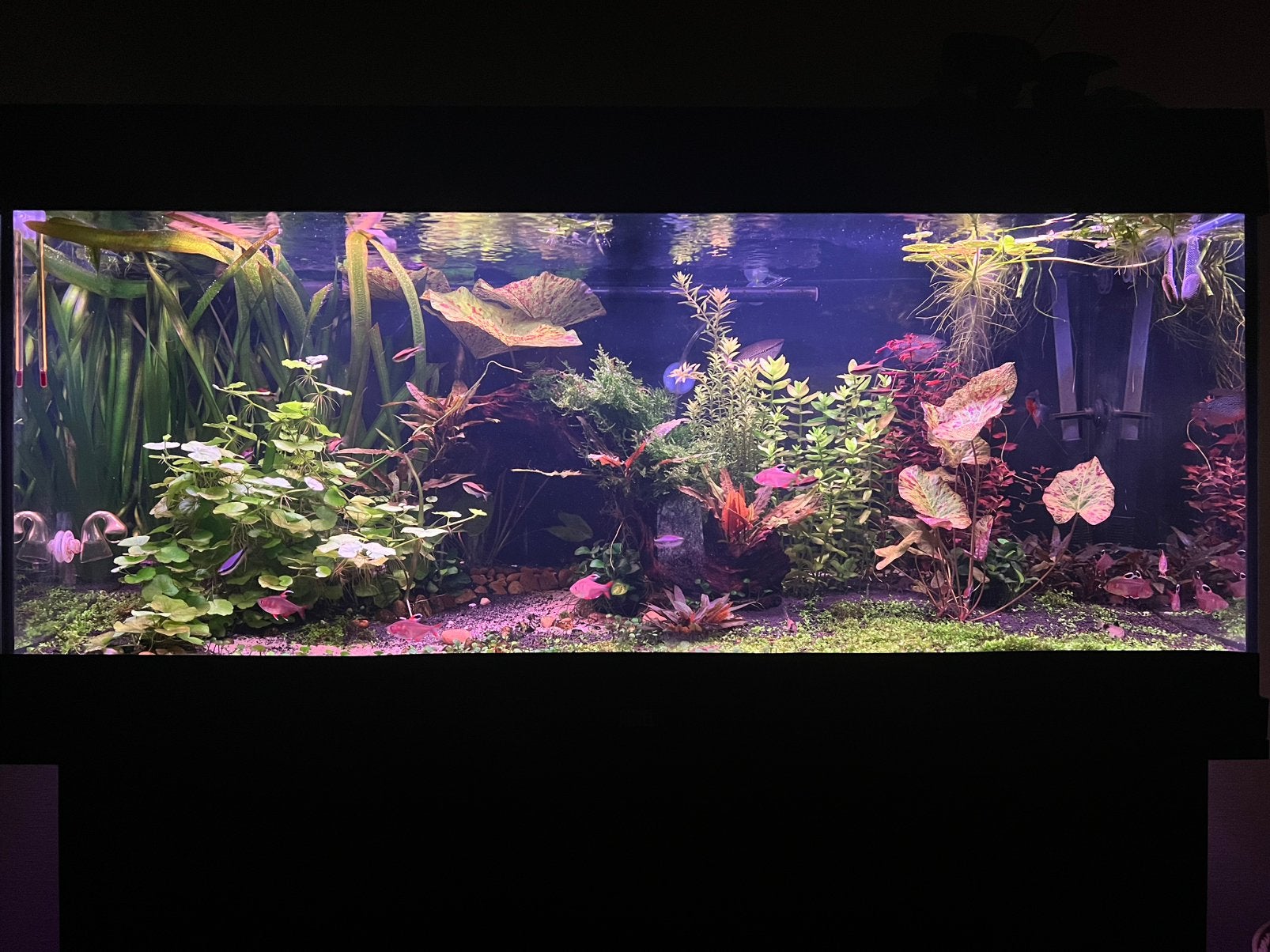 High-End Juwel Rio 180 Aquascape (Chihiros, Oase 600, CO2), Dieren en Toebehoren, Ophalen, Inclusief vissen, Juwel, Gevuld zoetwateraquarium