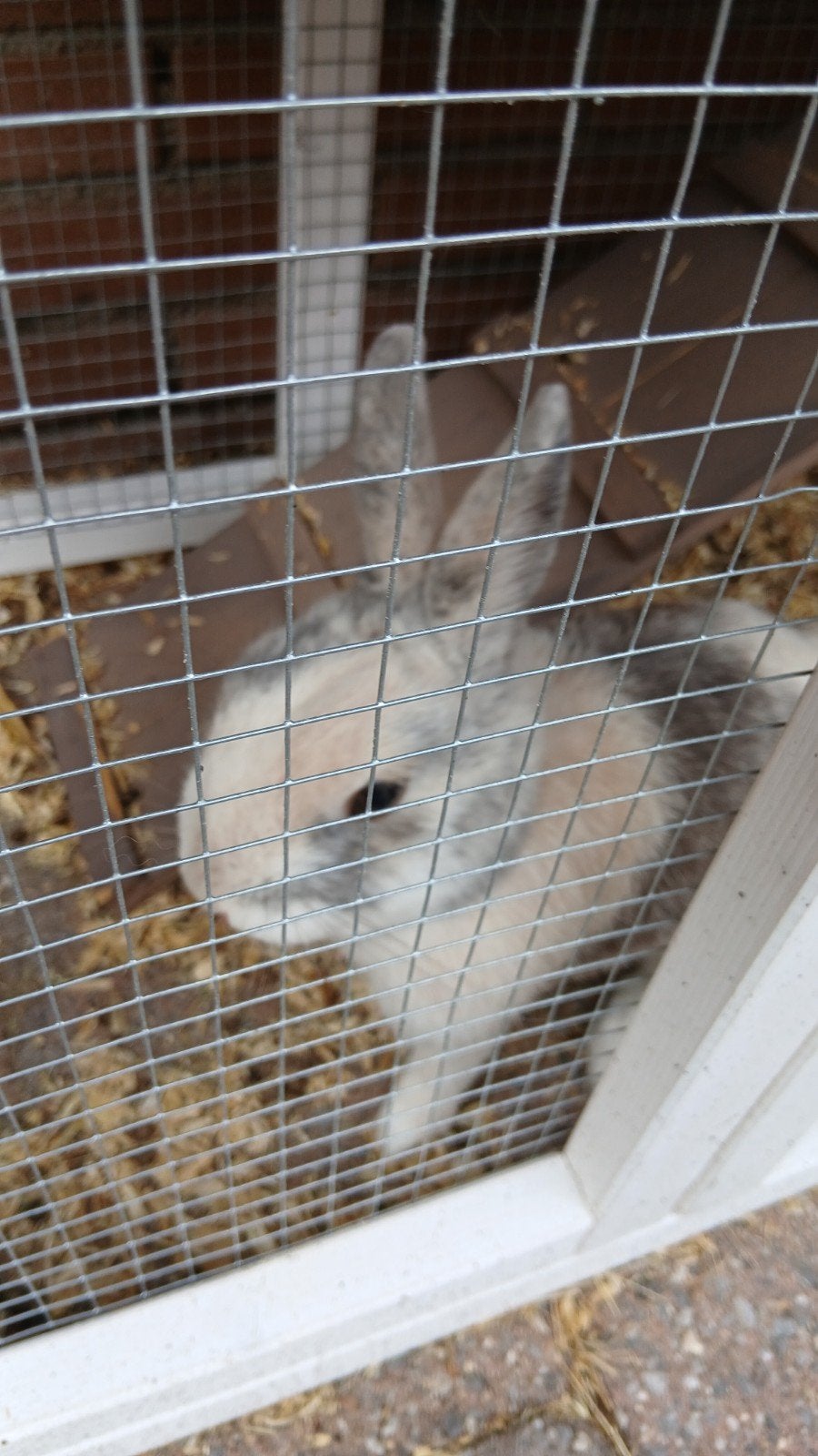 Konijn met hok, Dieren en Toebehoren, Mannelijk, Klein