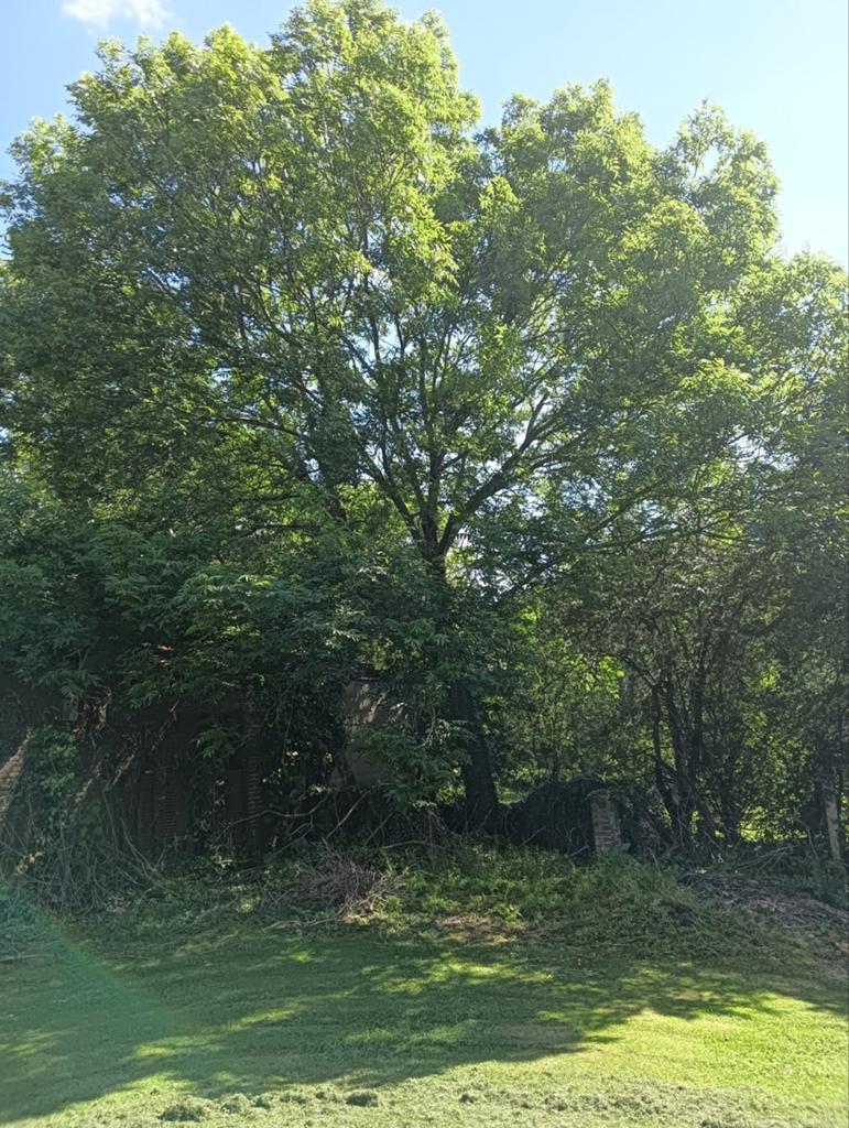 Gratis brandhout zelf kappen. /Snoeien, Ophalen of Verzenden, Bloeit niet, Volle zon, Overige soorten