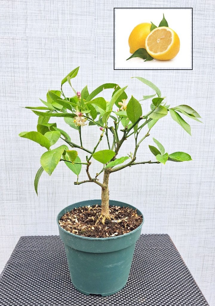 1 Citroen Plantje-Citrus Limon- Bloeiend, Minder dan 100 cm, Volle zon, In pot, Ophalen of Verzenden