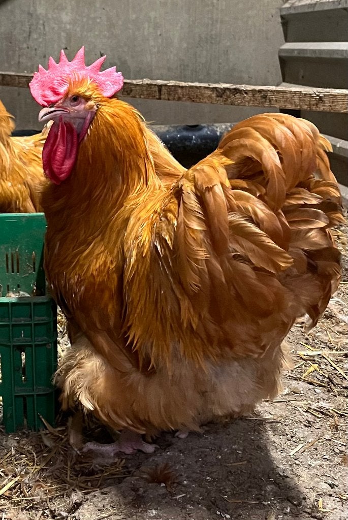 Orpington hanen Buff, Dieren en Toebehoren, Pluimvee, Mannelijk, Kip