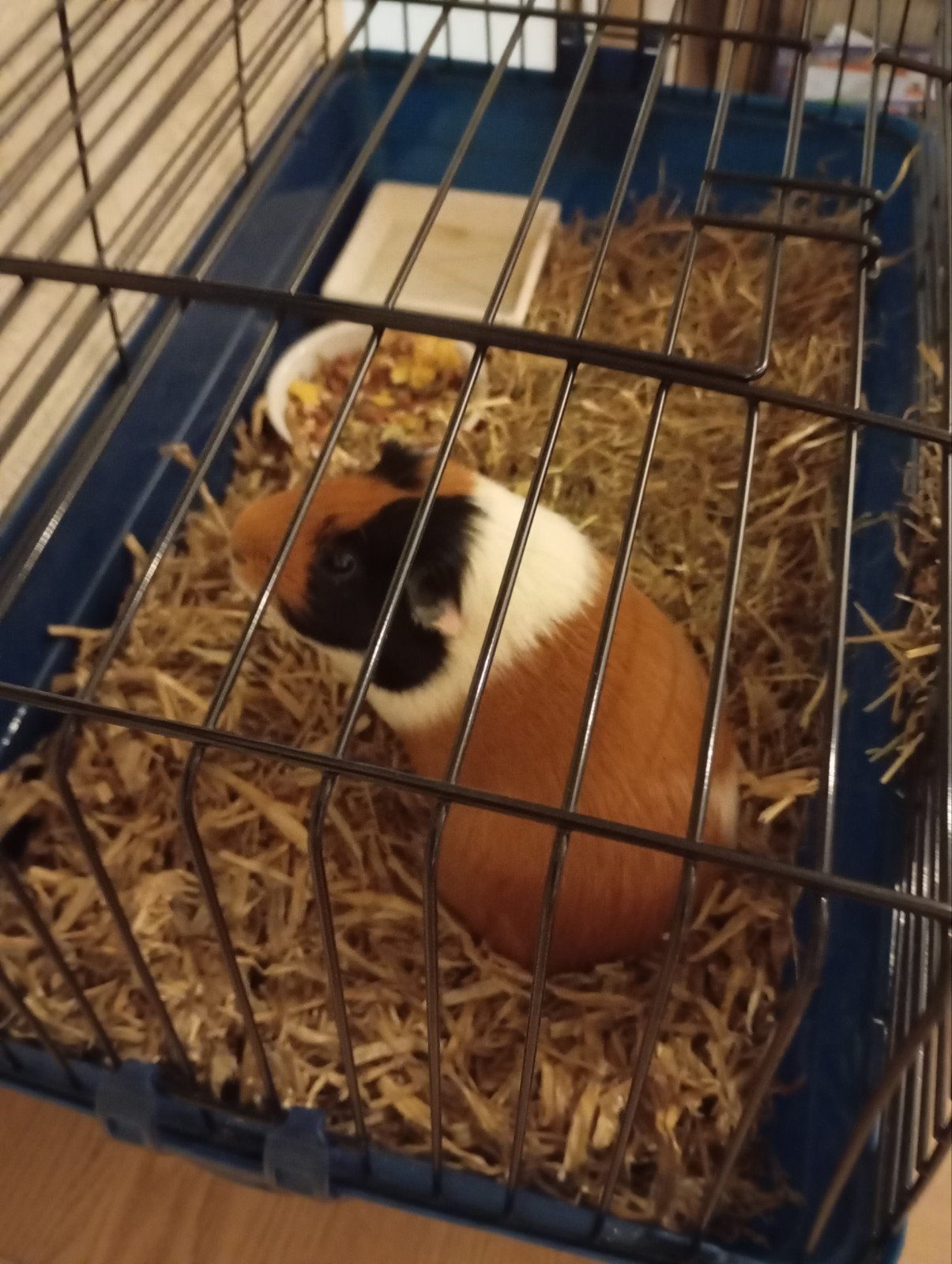 cavia (man), Dieren en Toebehoren, Juni, Mannelijk, Cavia