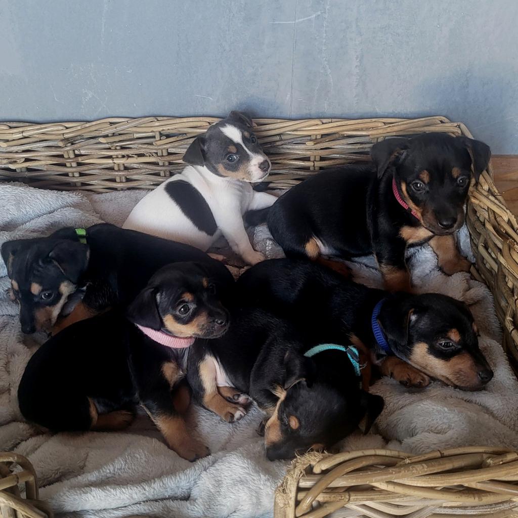 Jack Russel pups black and tan., Dieren en Toebehoren, Honden | Jack Russells en Terriërs, Jack Russell Terriër, Meerdere, Meerdere dieren