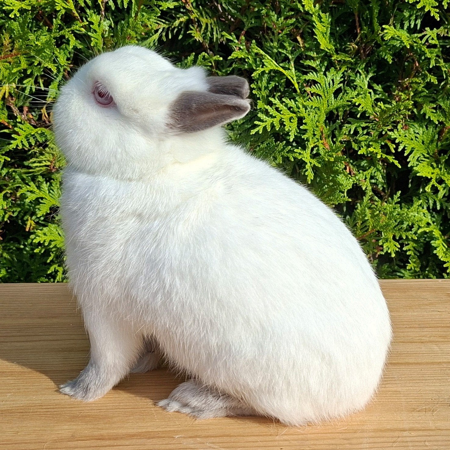 kleurdwerg blauwe rus ram (ingeënt), Dieren en Toebehoren, Mannelijk, Dwerg, 0 tot 2 jaar