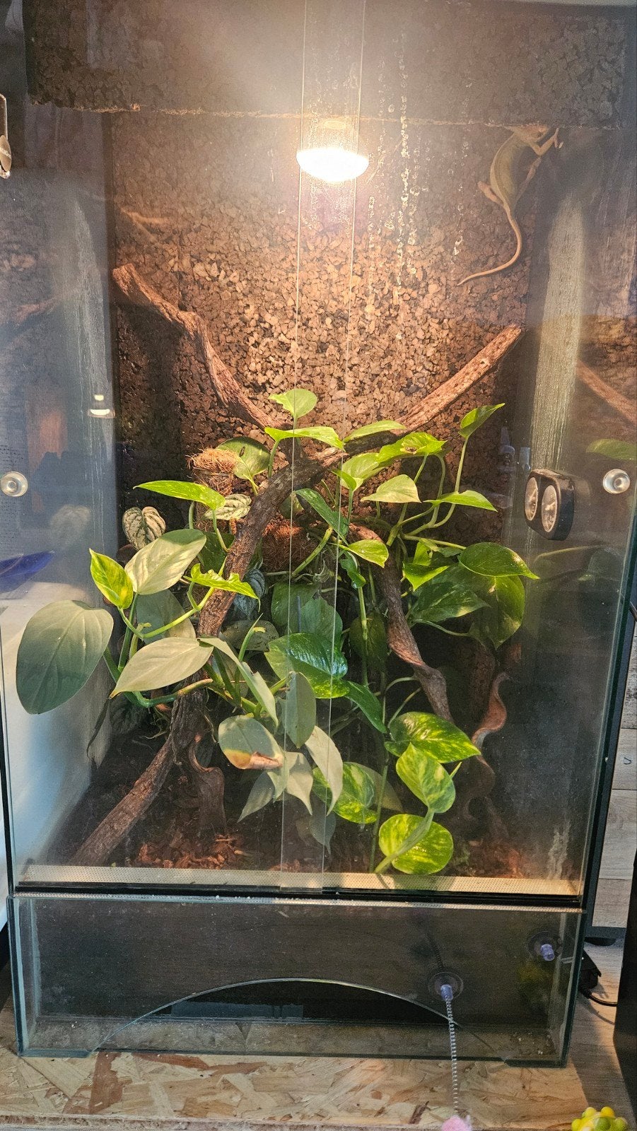 Terrarium met Jemen kameleon, Ophalen