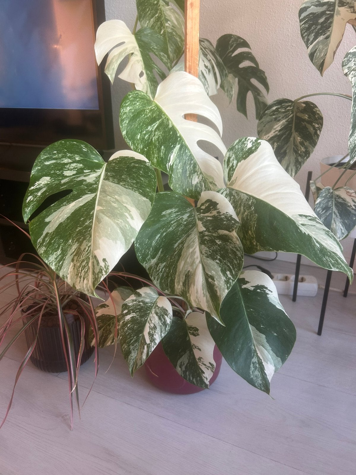 Monstera albo variegata, Overige soorten, In pot, Minder dan 100 cm, Groene kamerplant