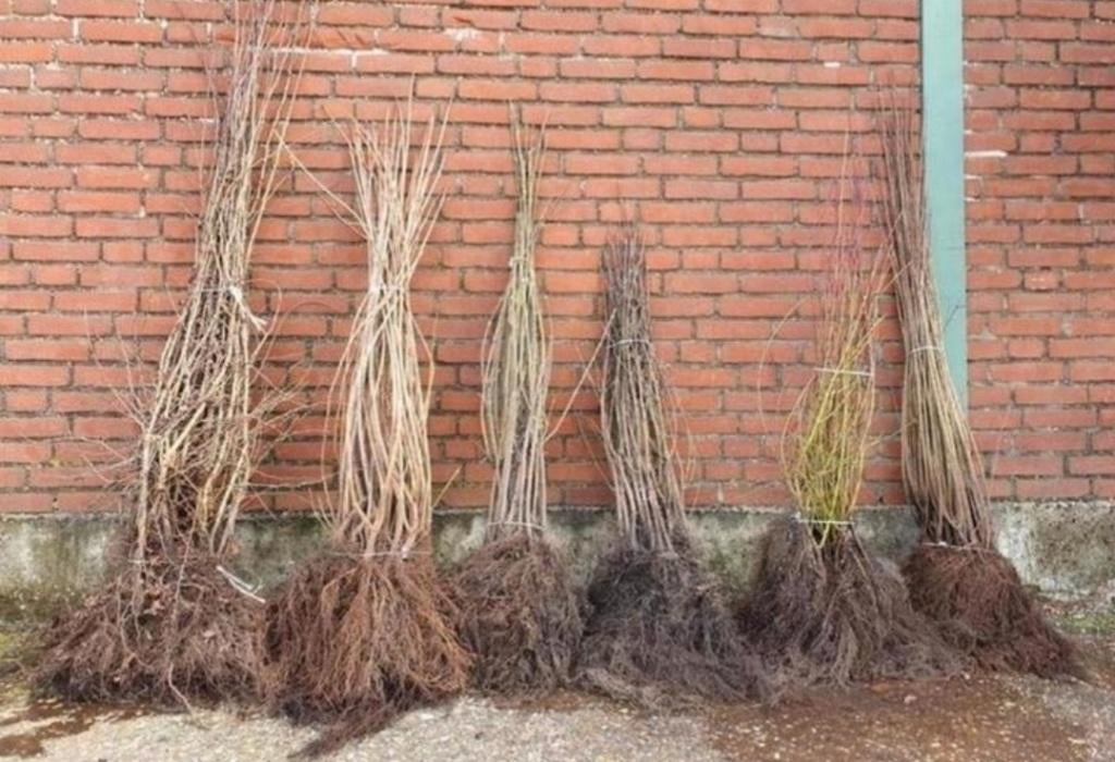Diverse soorten inheems bosplantsoen, Tuin en Terras, Ophalen, Overige soorten, Minder dan 100 cm