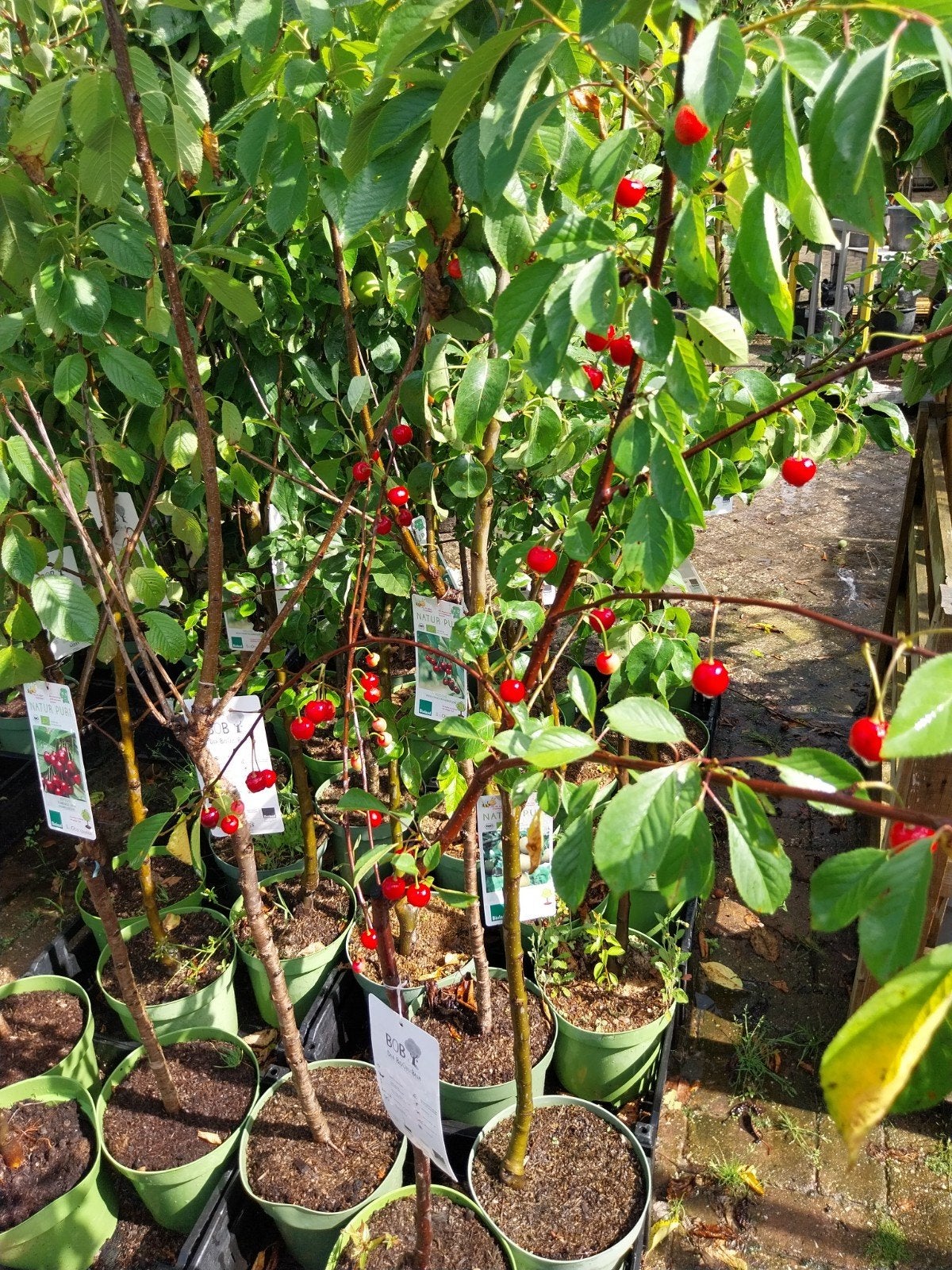 Laagstam Fruitbomen - Diverse Soorten, Tuin en Terras, Planten | Fruitbomen, Ophalen, Lente, Overige soorten, Volle zon