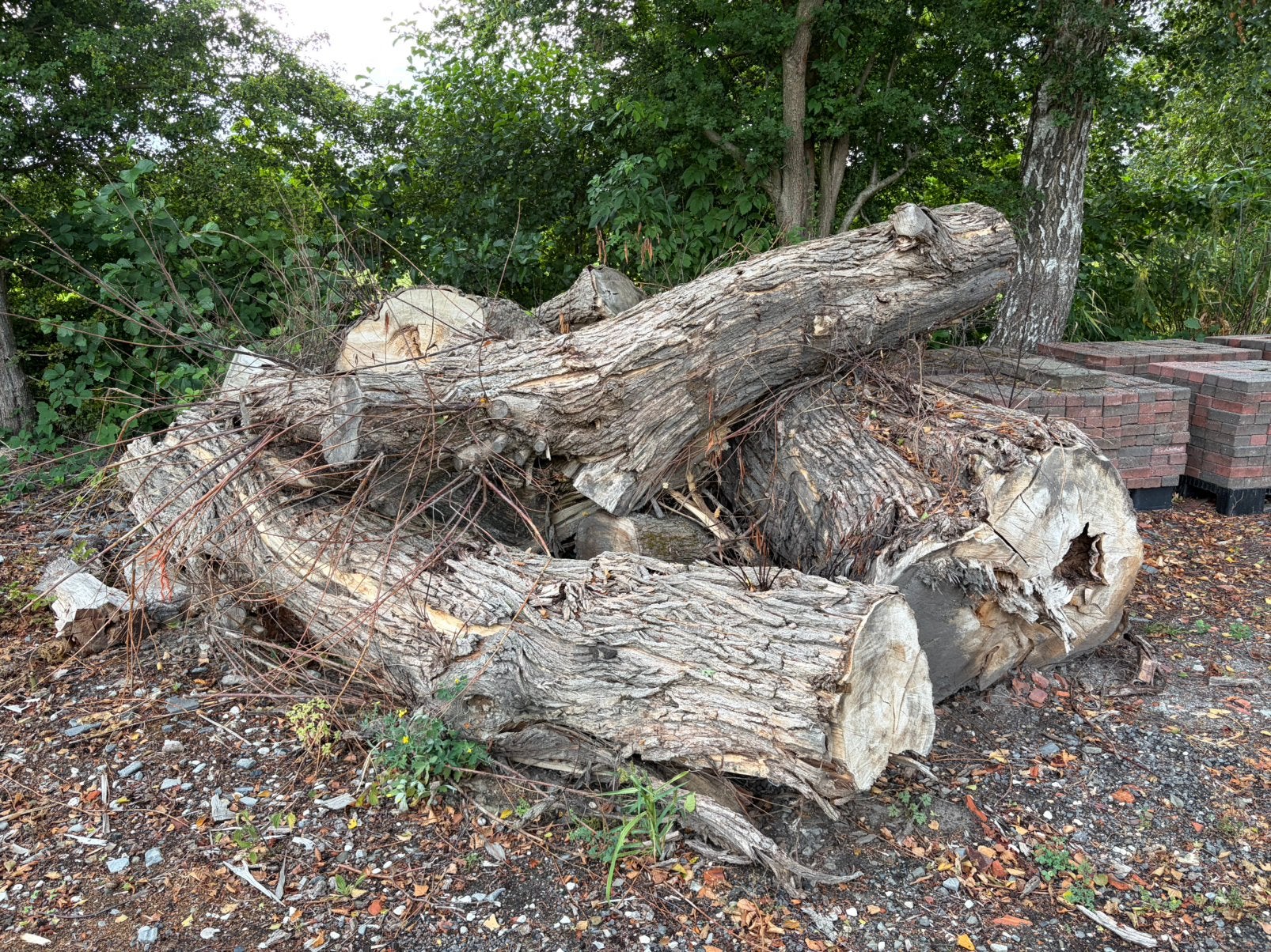 Brandhout/ wilgen hout/ boomstammen, 6 m³ of meer, Ophalen