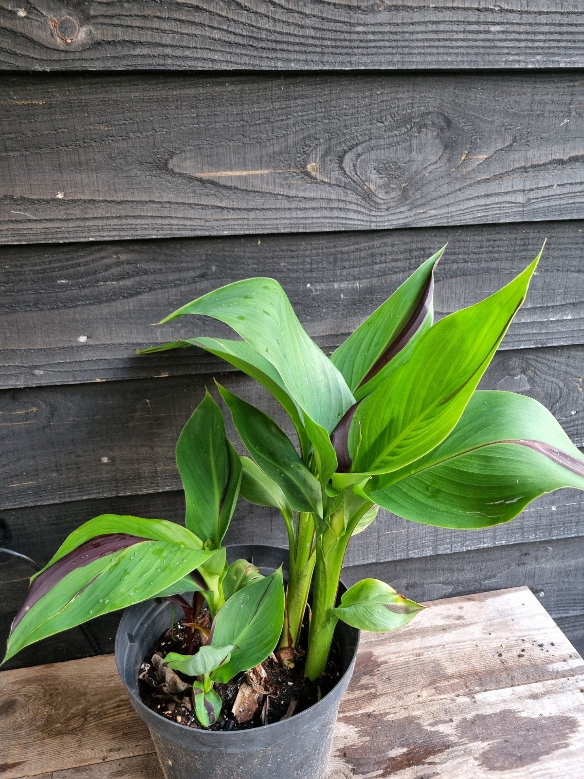 Canna cleopatra, Volle zon, Vaste plant, Zomer, Ophalen