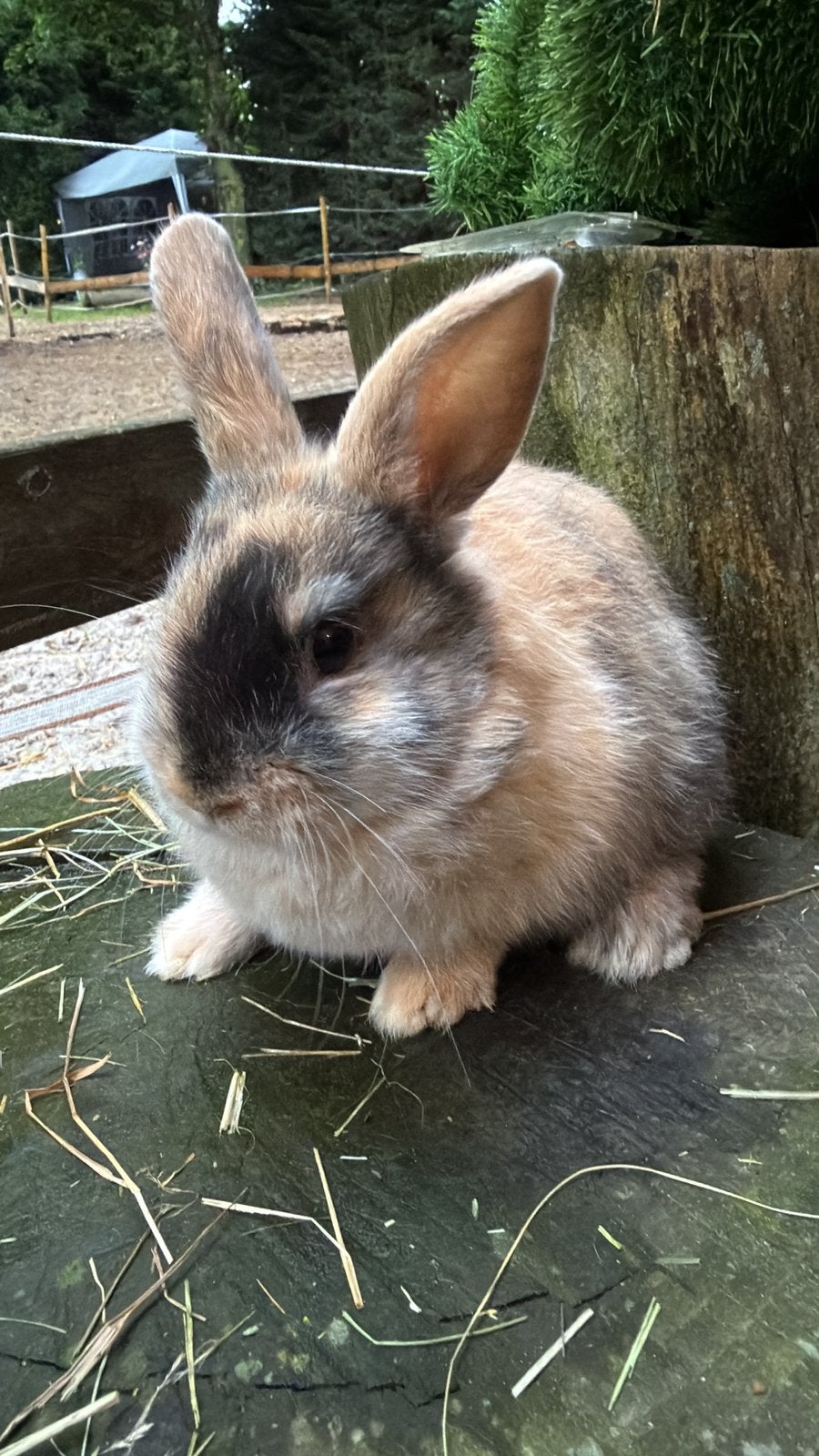 Half satijn kleurdwerg, Dieren en Toebehoren, Konijnen, Mannelijk, Dwerg