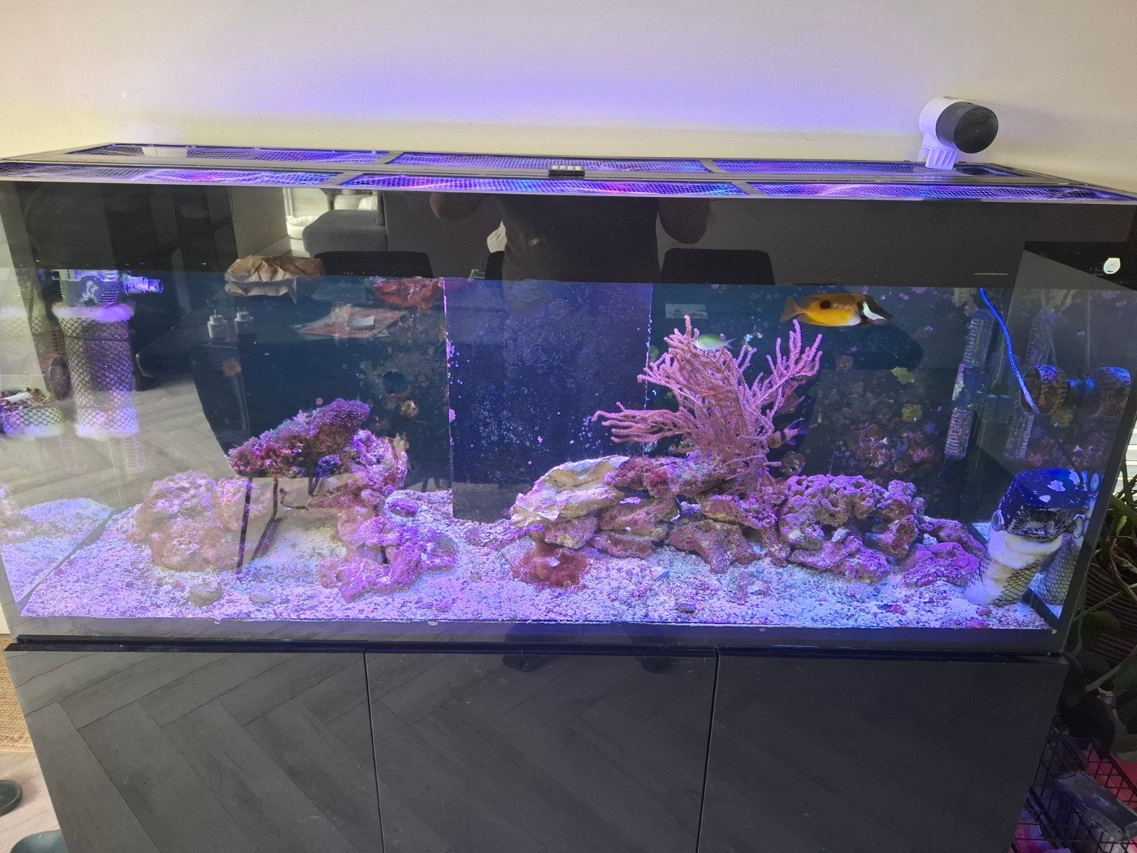 150 cm Zeeaquarium, Dieren en Toebehoren, Ophalen, Gevuld zeewateraquarium, Gebruikt, Aquael