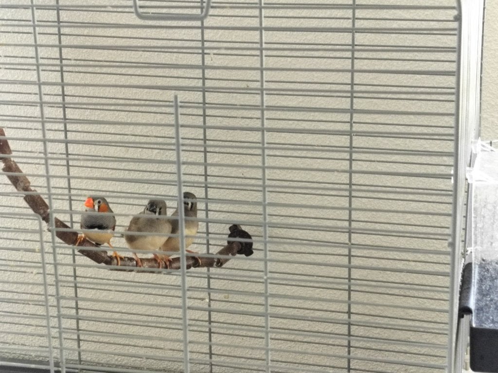 Jonge zebravinken, Meerdere dieren, Tropenvogel