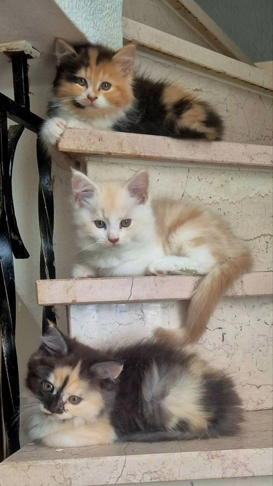 Maine Coon-kittens xxl beschikbaar gevaccineerd, Meerdere dieren, Ontwormd