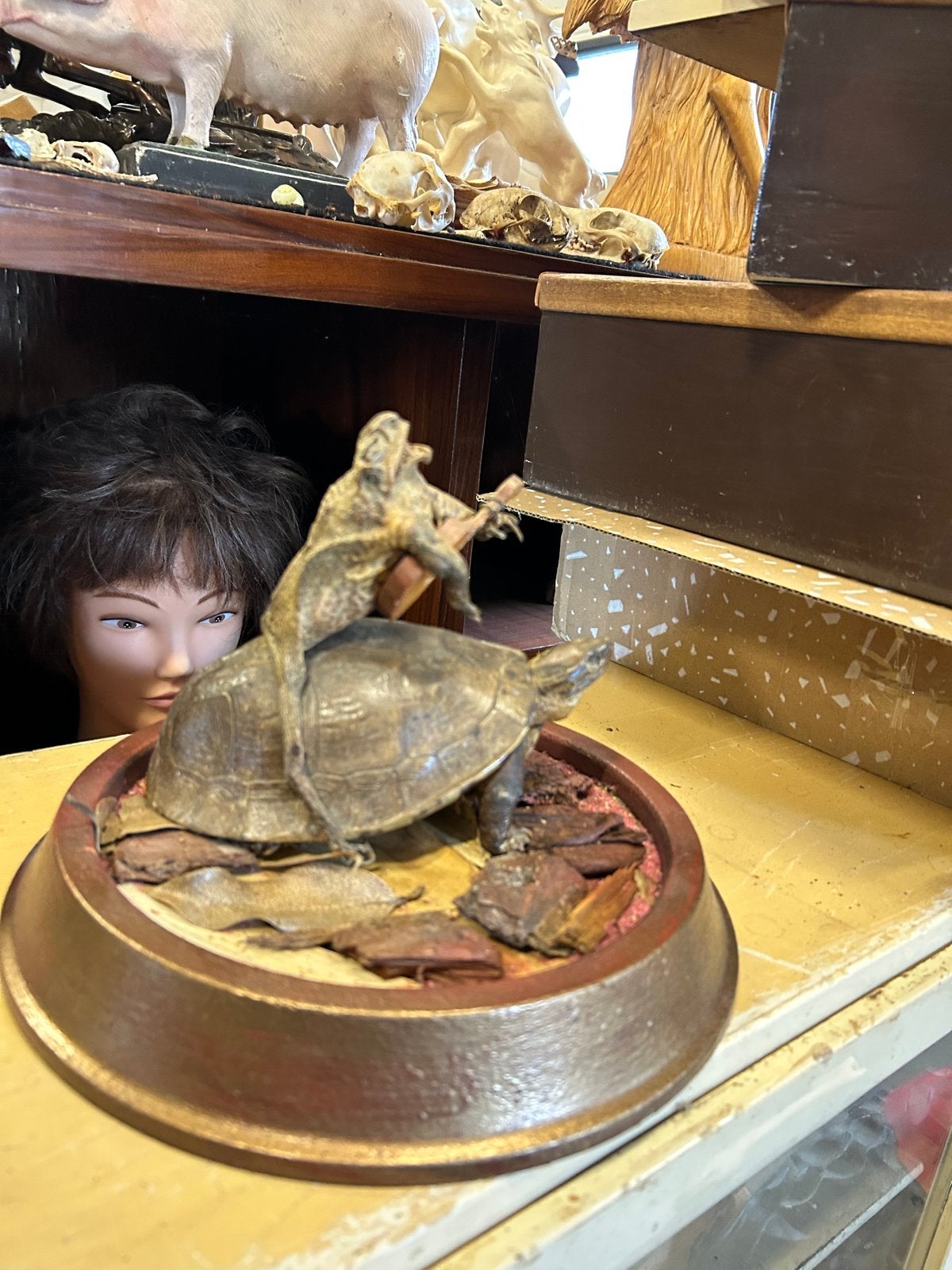 Unieke Taxidermie: Gitaarspelende Kikker op Schildpad onder, Ophalen