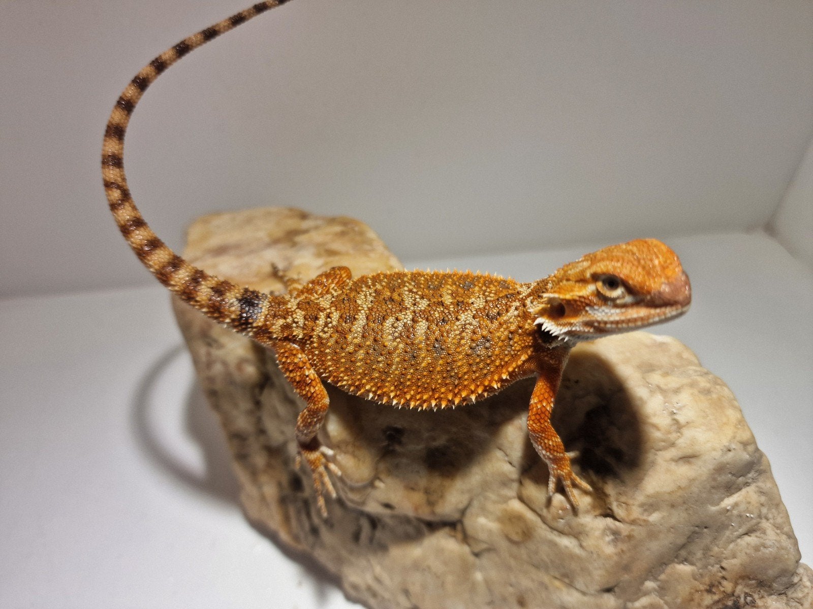 DRACO REPTILES – Prachtige Baardagaam Nakweek Bearded Dragon photo 16