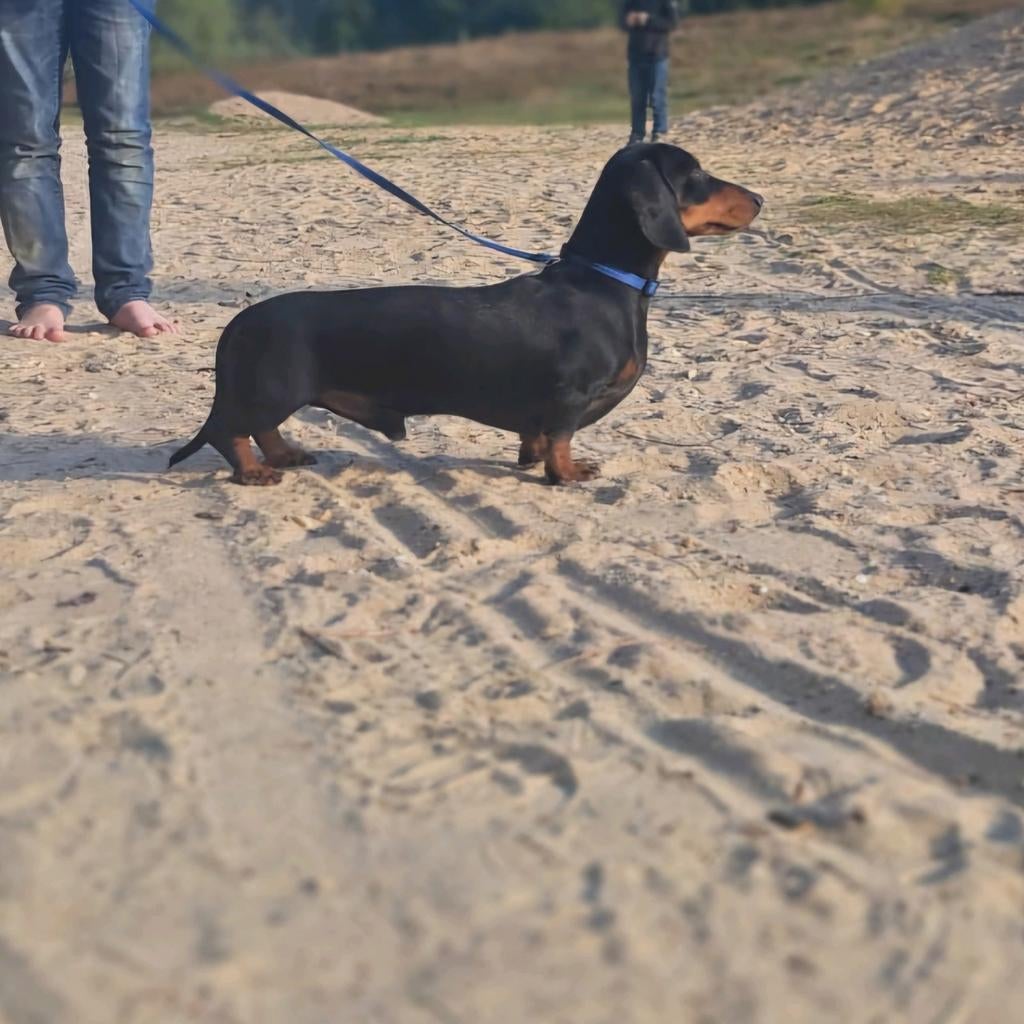 Mooie lieve kanichen teckel dekreu, Dieren en Toebehoren, Reu, 1 tot 2 jaar, Parvo, Eén hond