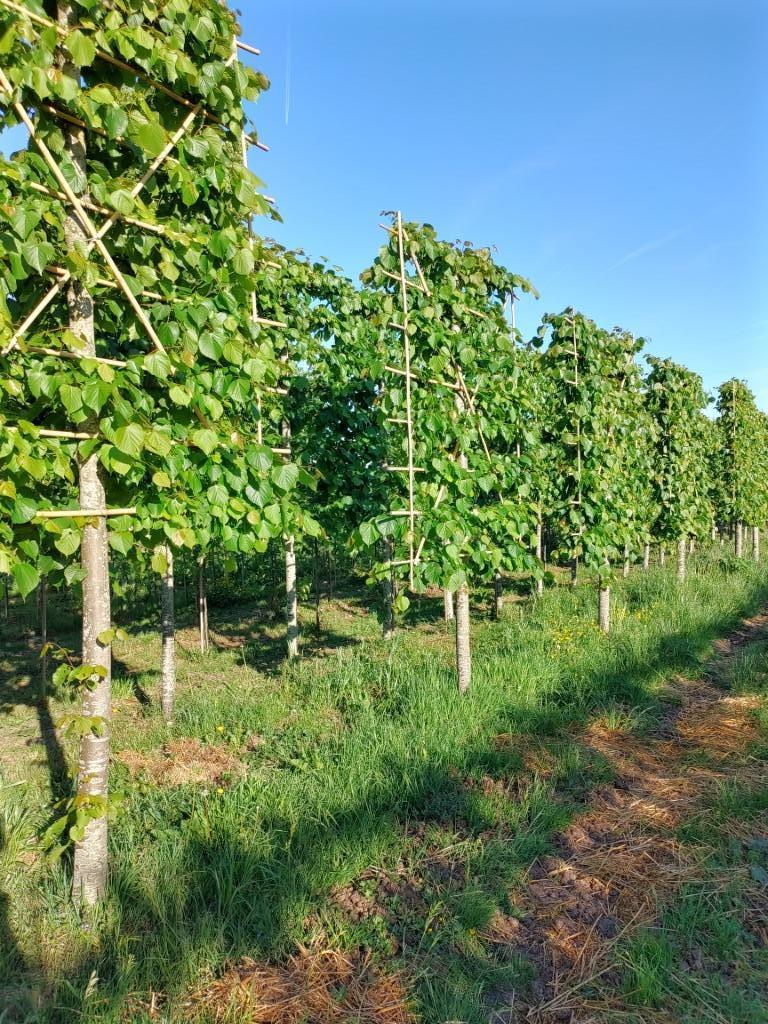 leilinde XL, Tuin en Terras, Planten | Bomen, Ophalen, Volle zon, Leiboom, 250 tot 400 cm