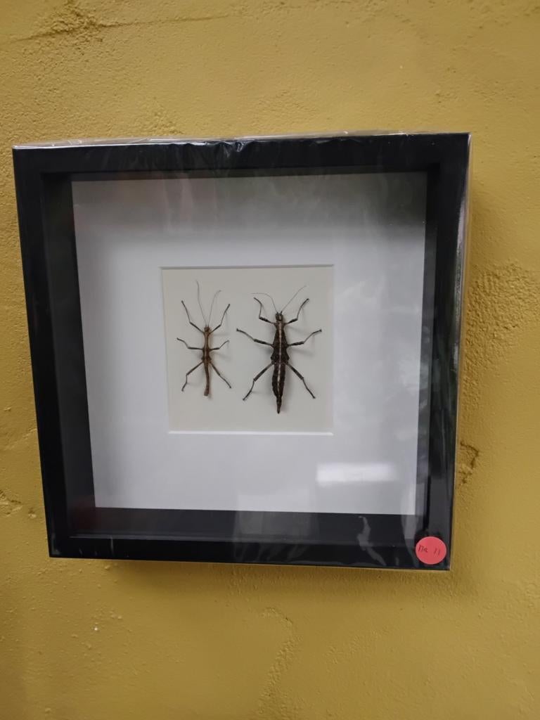 Insecten in lijst (nr. 11), Ophalen of Verzenden, Insect, Opgezet dier