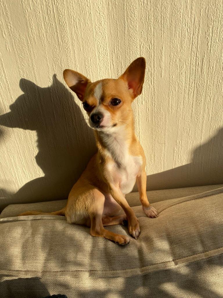Chihuahua ter dekking, Reu, 1 tot 2 jaar, Parvo, Eén hond