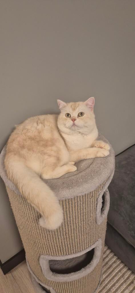 Britse korthaar dekkater, Ophalen of Verzenden, Zo goed als nieuw
