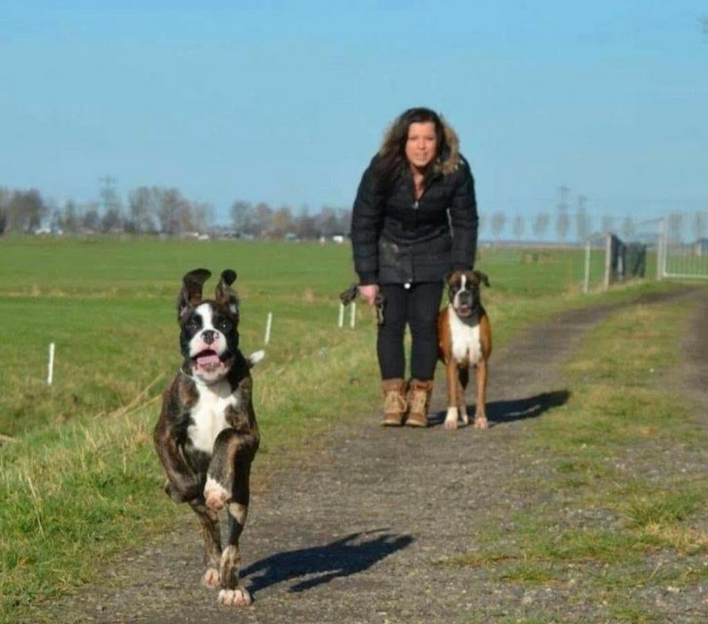 Hondenpension De Melmer, Uitlaatservice