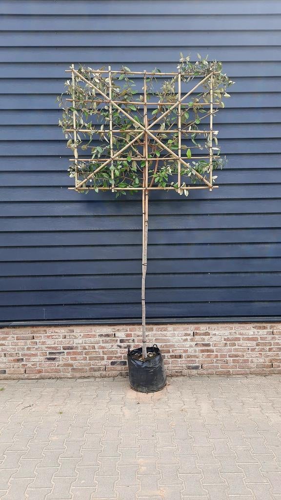 Olijfwilg (Elaeagnus ebbingei) ❗️🌿Leiboom🌿❗️, Tuin en Terras, Planten | Bomen, Ophalen, Halfschaduw