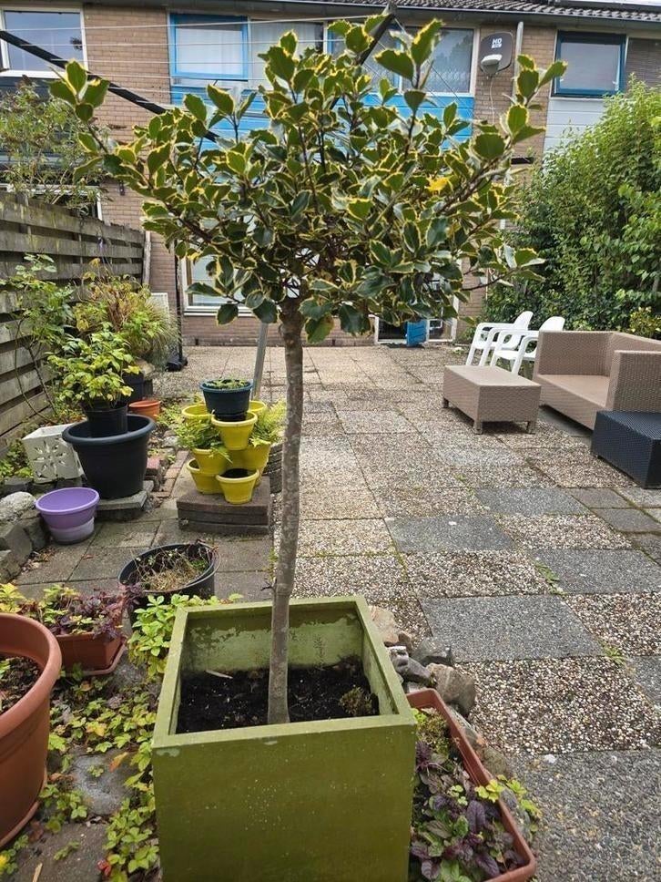 ILEX AQUIFOLIUM met bloembak, Ophalen, Bloeit niet, Halfschaduw, Overige soorten