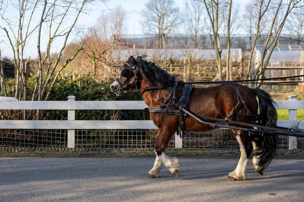 Welsh A ruin betuigd in prijs verlaagd !!!, Dieren en Toebehoren, Met stamboom, Ruin, A pony (tot 1.17m), 3 tot 6 jaar