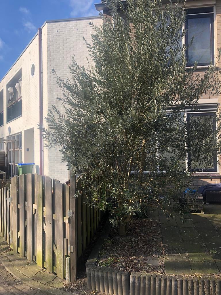 Olivebom, Tuin en Terras, Planten | Bomen, Ophalen of Verzenden, Volle zon, Overige soorten, Minder dan 100 cm