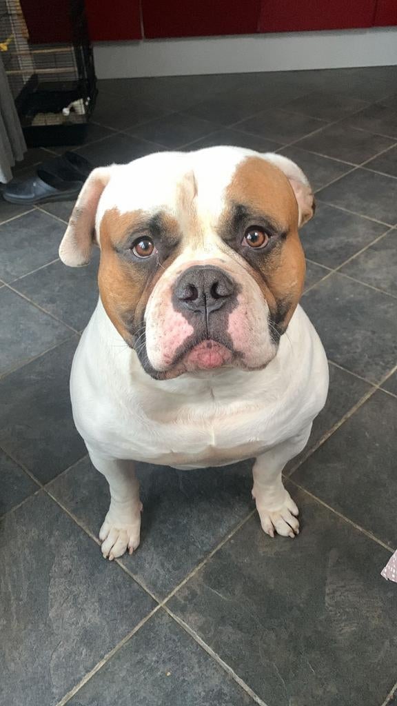 Onze Thiago staat ter dekking, Dieren en Toebehoren, Parvo, Nederland, Reu, Bulldog