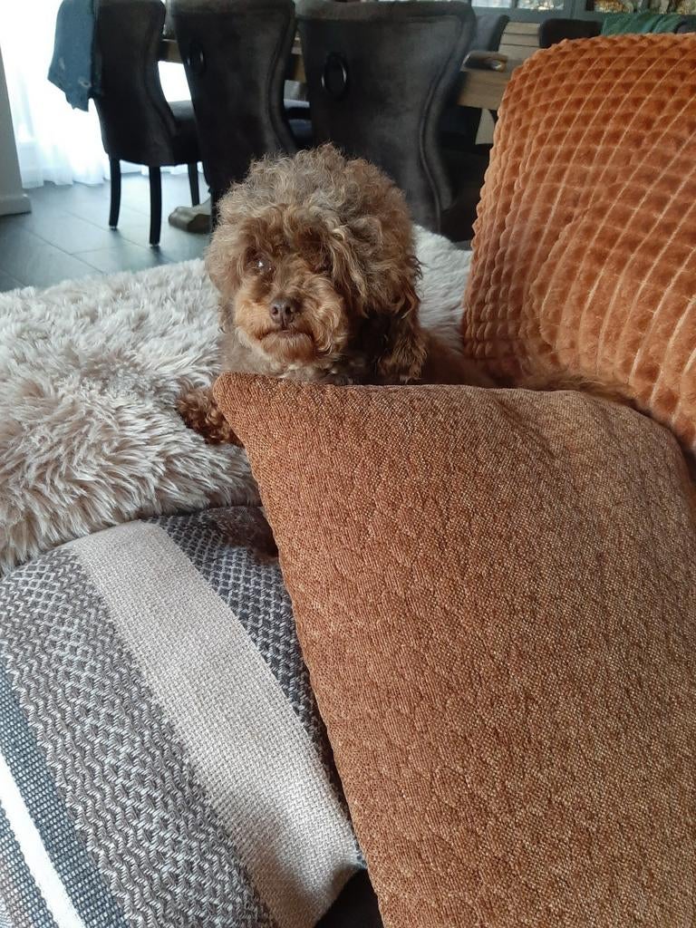 Choco tan toy poedel dekreu en pups, Dieren en Toebehoren, Meerdere, 3 tot 5 jaar, Nederland, Fokker | Hobbymatig