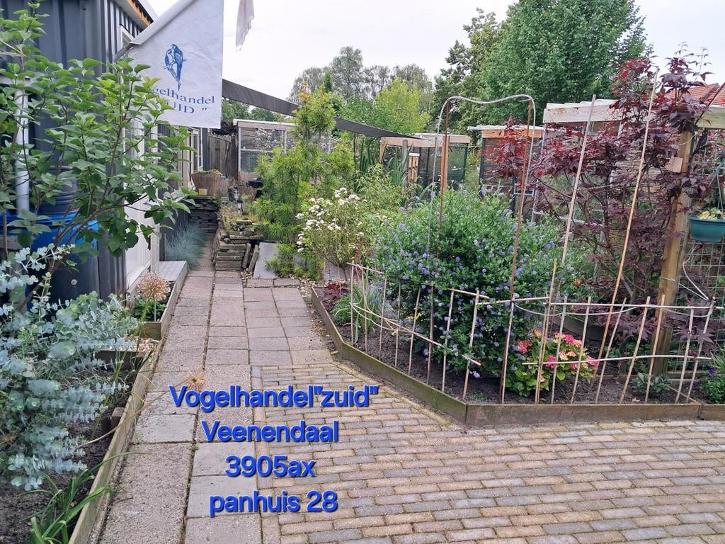 Ver en inkoop div vogels 🐦🐦🐦🐦🐦🐦🐦🐦🐦, Meerdere dieren, Tropenvogel, Geringd