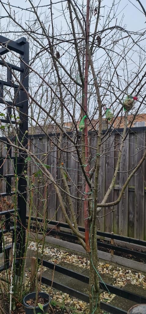 Appelboom, Tuin en Terras, Planten | Fruitbomen, Ophalen, Lente, Volle zon, Appelboom