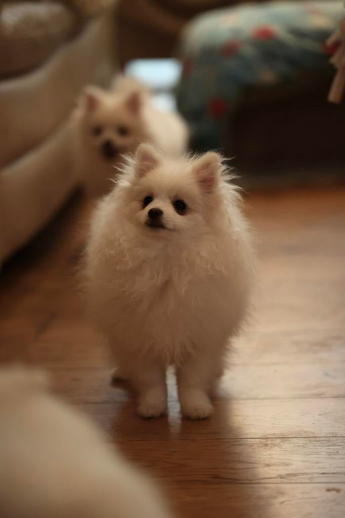 Pomeriaan puppy’s, Dieren en Toebehoren, Keeshond, 15 weken tot 1 jaar, Parvo, Meerdere