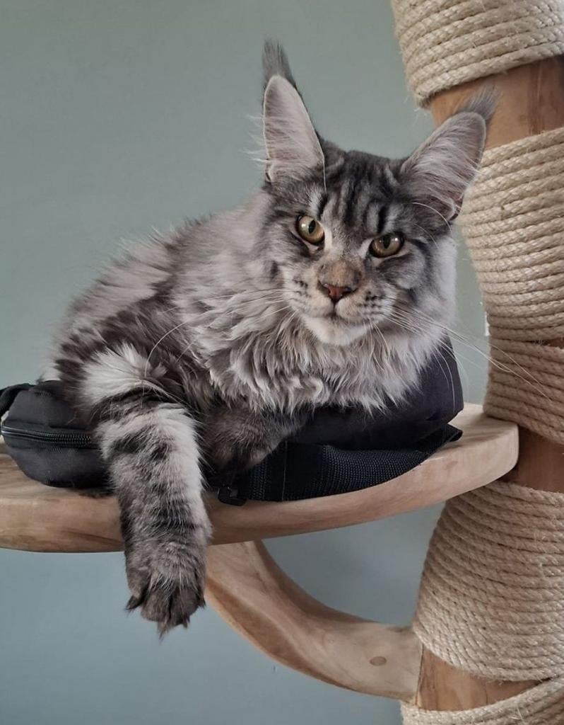 Maine Coon Dekkater | Ragnar