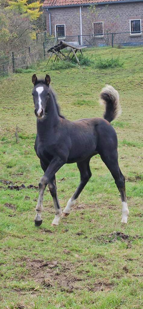 Zeer interessante en knappe hengst uit NMK merrie, Met stamboom, Niet van toepassing, Dressuurpaard, 0 tot 2 jaar