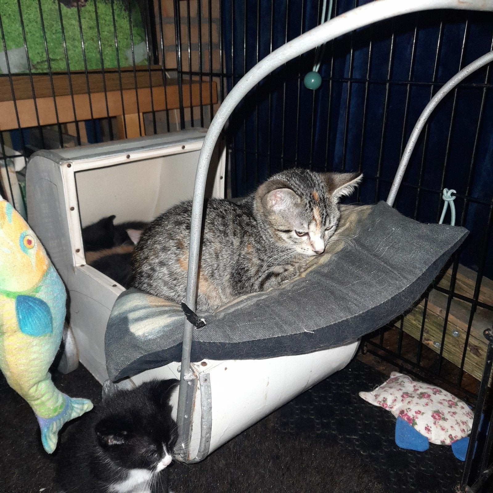 Kitten poes kater 12 week, Dieren en Toebehoren, Katten en Kittens | Overige Katten, Meerdere dieren, Kortharig, 0 tot 2 jaar